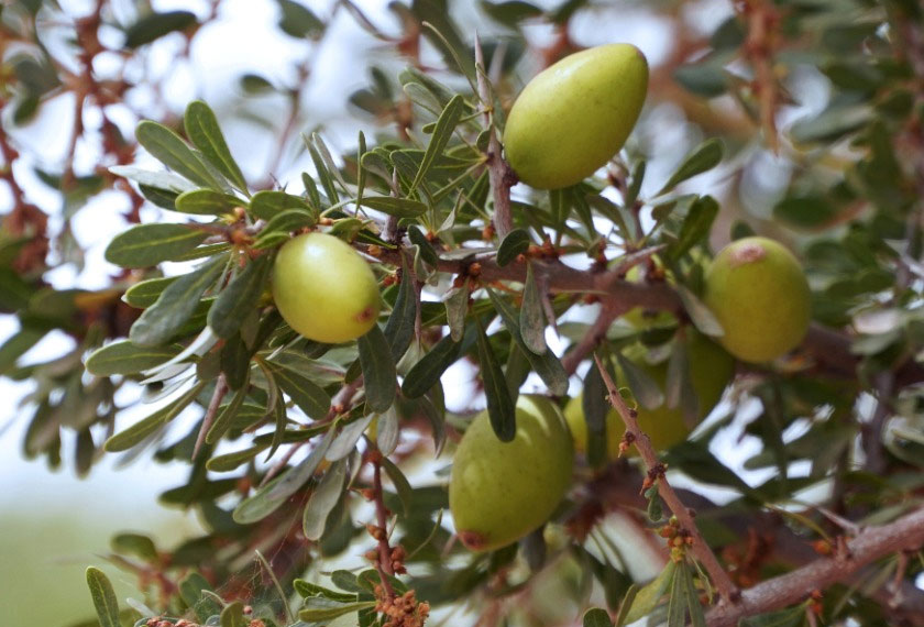 Argan fruits are pictured on a tree in Tiout, near Taroudant, Morocco, REUTERSpic