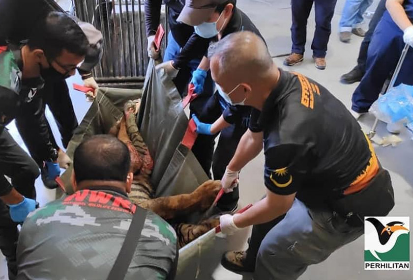Awang Rasau menderita kesakitan akibat kecederaan selepas terkena lapan butir peluru yang ditembak oleh pemburu haram. - Foto ihsan Perhilitan