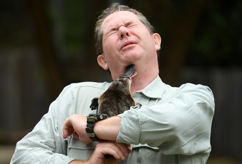 Platipus merupakan salah satu spesies dilindungi di Australia.