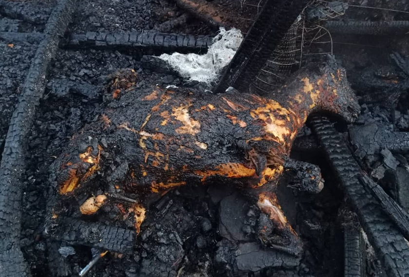 30 ekor kambing rentung selepas kandang milik sepasang warga emas terbakar awal Rabu. - Foto ihsan JBPM