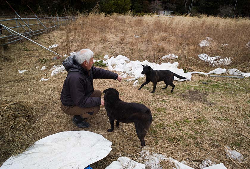 Matsumura kini ditemani beberapa ekor lembu dan anjing. - AP
