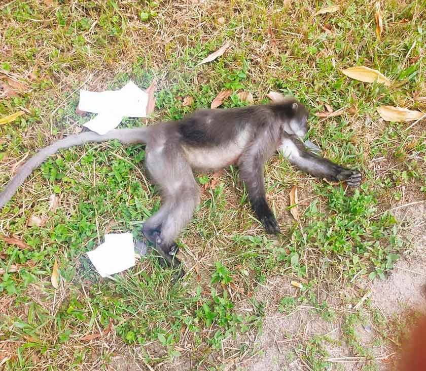 Seekor kera yang tiba-tiba melintas jalan dikatakan menyebabkan kemalangan itu. - Foto pembaca Astro AWANI