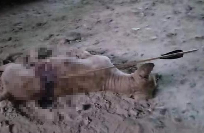 Tujuan pengadu datang buat laporan kerana bersimpati dengan haiwan itu dan tidak berpuas hati dengan tindakan lelaki terbabit. - Foto PDRM