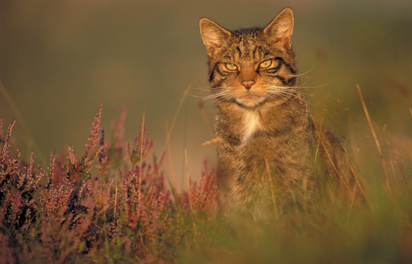 Kucing liar Scotland memiliki ekor tebal dan lebat dengan gelung hitam yang sedikit berbeza. -  Foto/Saving Wildcats 