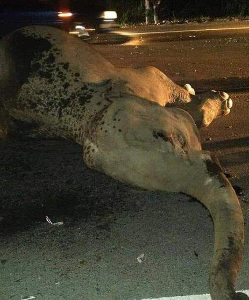 Habitat haiwan terjejas kesan aktiviti penebangan hutan