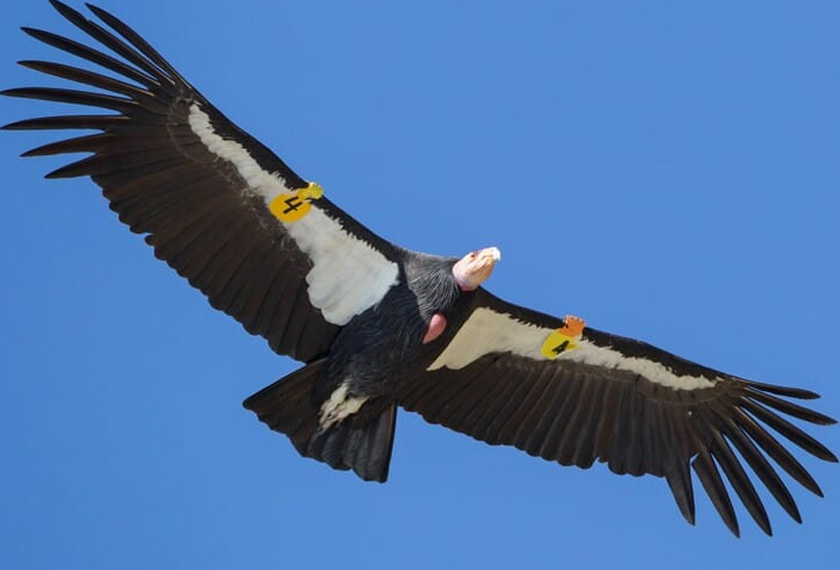 Burung hering spesies California condor akan mula kembali ke habitat asalnya pada September ini. - Foto Brian Sullivan