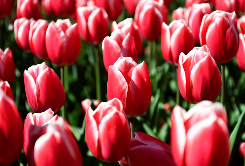 Tulips are seen at the Keukenhof park in Lisse, Netherlands. REUTERS/Piroschka van de Wouw
