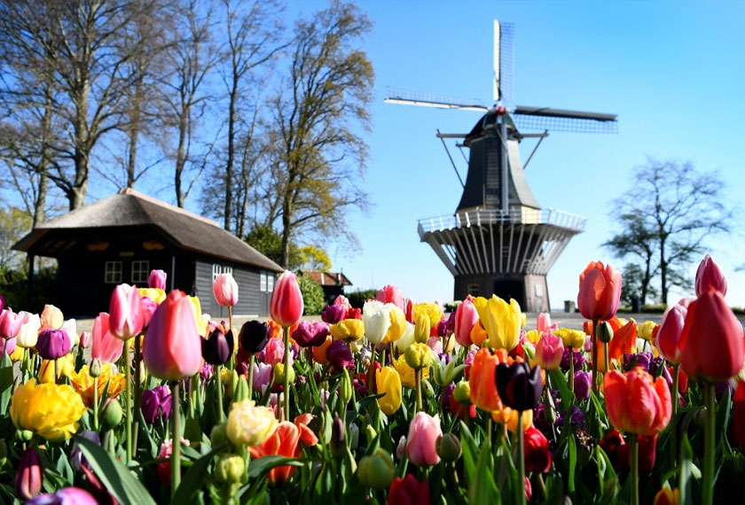 Tulips are seen at the Keukenhof park in Lisse, Netherlands. REUTERS/Piroschka van de Wouw