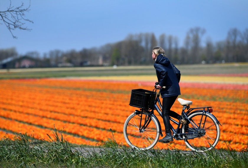A girl cycles past a flower field in Lisse, Netherlands. REUTERS/Piroschka van de Wouw