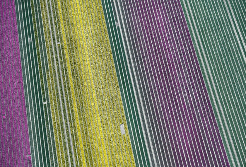 An aerial view of flower fields in Lisse, Netherlands. REUTERS/Piroschka van de Wouw