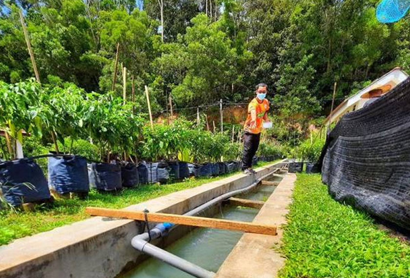 Longkang sepanjang 50 meter yang berada berhampiran surau itu dijadikan kolam dengan memelihara 1,200 ikan tilapia sebagai permulaan. - Foto Sinar Harian