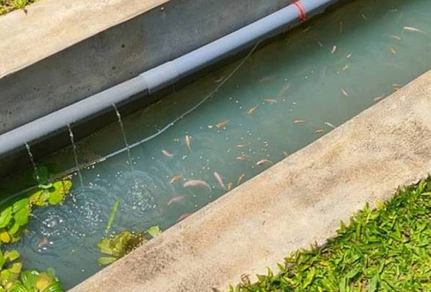 Ikan tilapia diternak dalam longkang dengan menggunakan air jeram dari Bukit Tokki. - Foto Sinar Harian