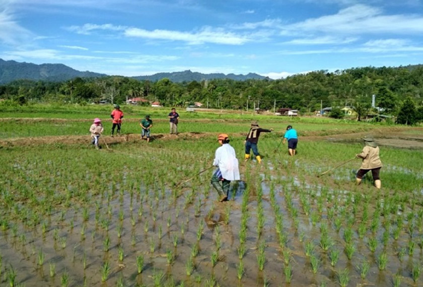 Pengusaha padi komuniti Dusun dari Rembituon menjalani latihan penanaman padi secara organik bagi meningkatkan hasil dan mengurangkan penggunaan bahan kimia sintetik. - Sumber: Elizabeth Gimbad