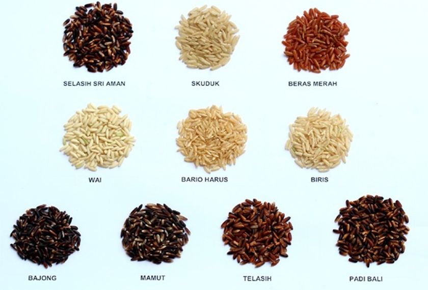 Varieti beras tradisional yang terkenal di Sarawak. - Sumber: Jabatan Pertanian Sarawak