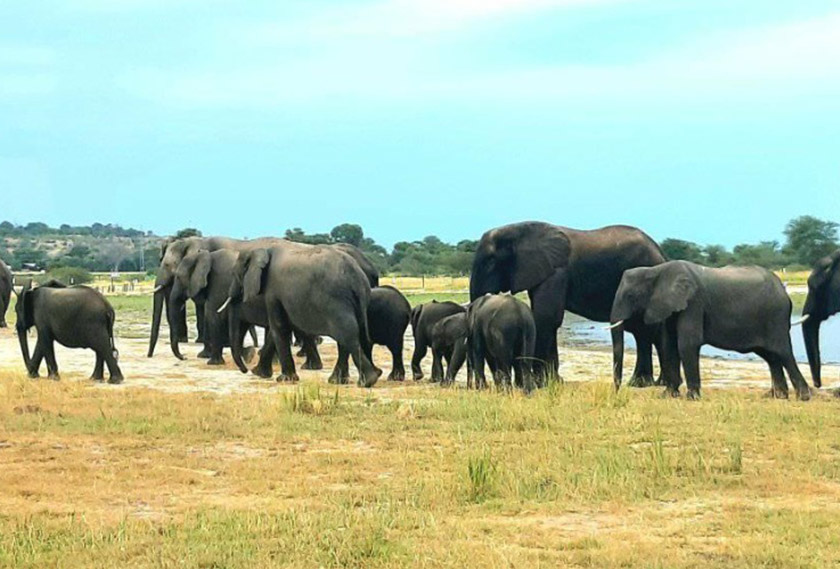 Antara pemandangan biasa apabila masuk ke taman negara yang terdapat di Afrika.