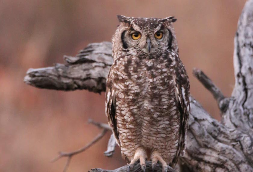 Saiz burung itu dilaporkan sekitar seperempat lebih besar daripada burung hantu biasa.