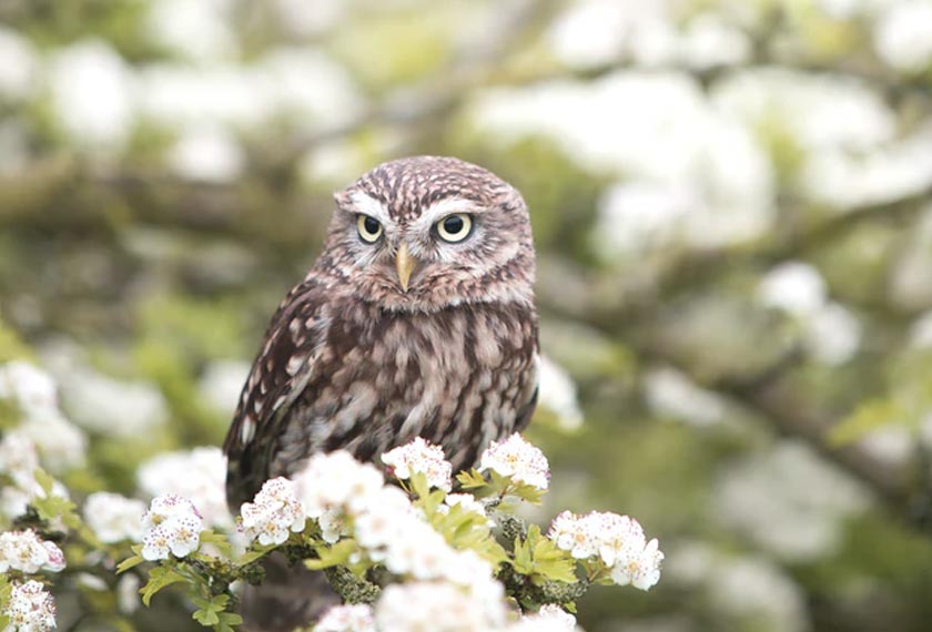Otus brookii brookii mempunyai bulu berwarna kelabu, hitam dan coklat gelap.