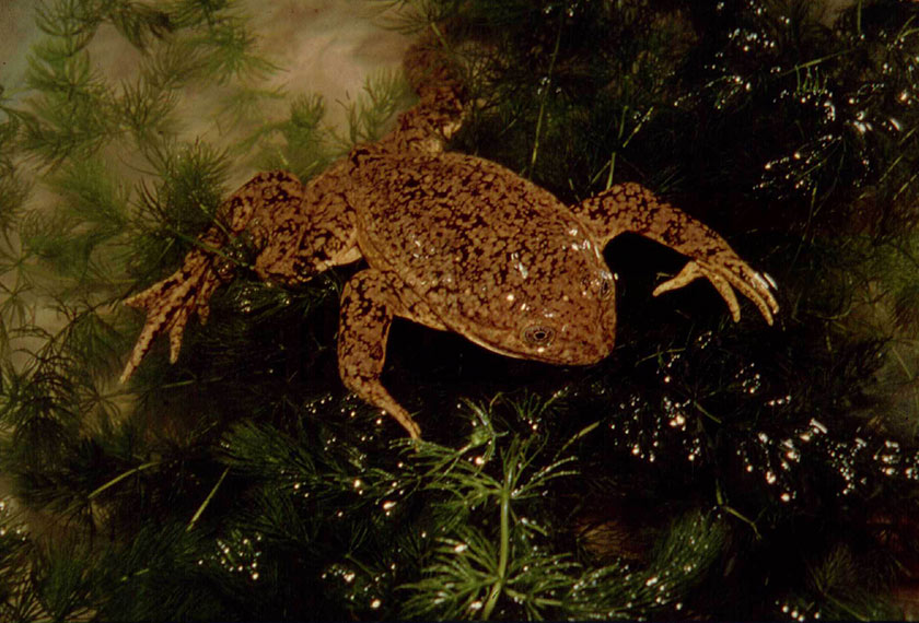 Katak Tasik Jinin ini di bawah ancaman serius akibat aktiviti pemburuan dan pencemaran di tasik yang ia diami. - Wikipedia