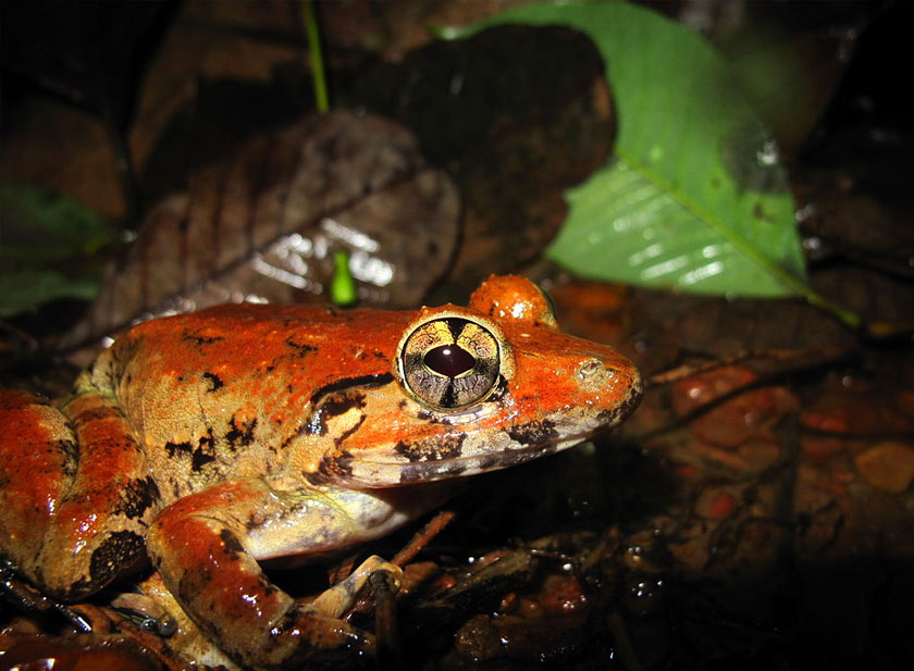   Katak sungai Asia ini menjadi buruan kerana kecantikan dan juga isi dagingnya. - Wikipedia