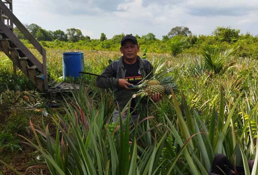 Shamsuziman mula mengusahakan tanaman nanas madu Bintangor pada 2018