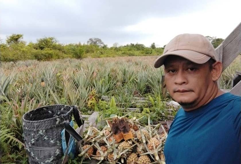 Kini, dia menggunakan hasil tanamannya untuk membuat jus nanas