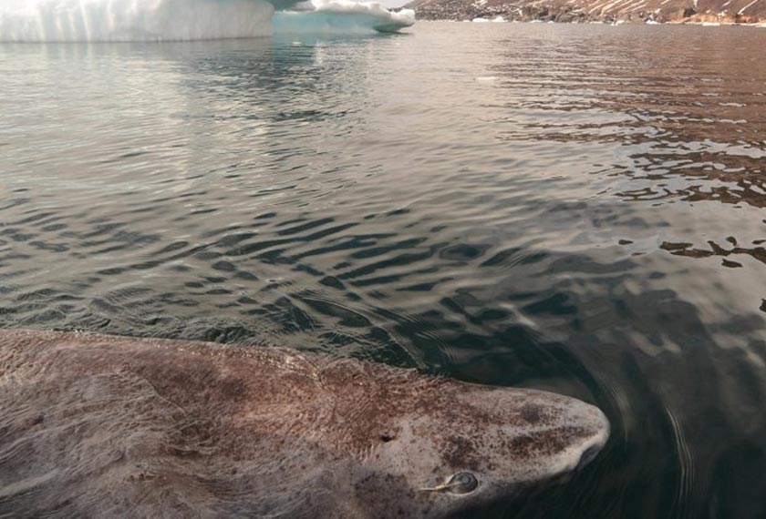 Jerung Greenland adalah haiwan vertebrata yang mempunyai jangka hayat paling lama.