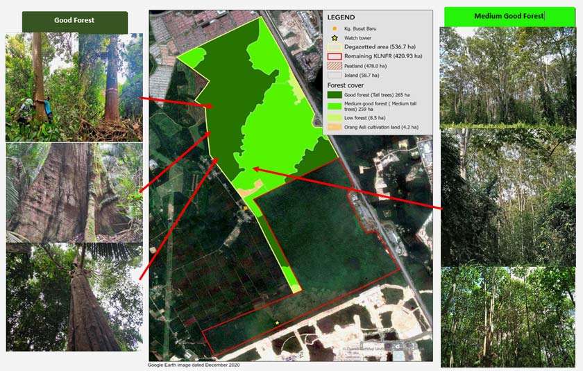 High quality, tall forest in area degazetted from the forest reserve  (image in Sept 2021)