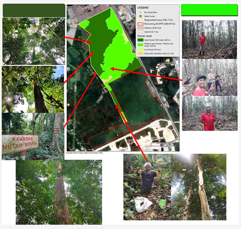 High quality, tall forest in area degazetted from the forest reserve  (image in Sept 2021)