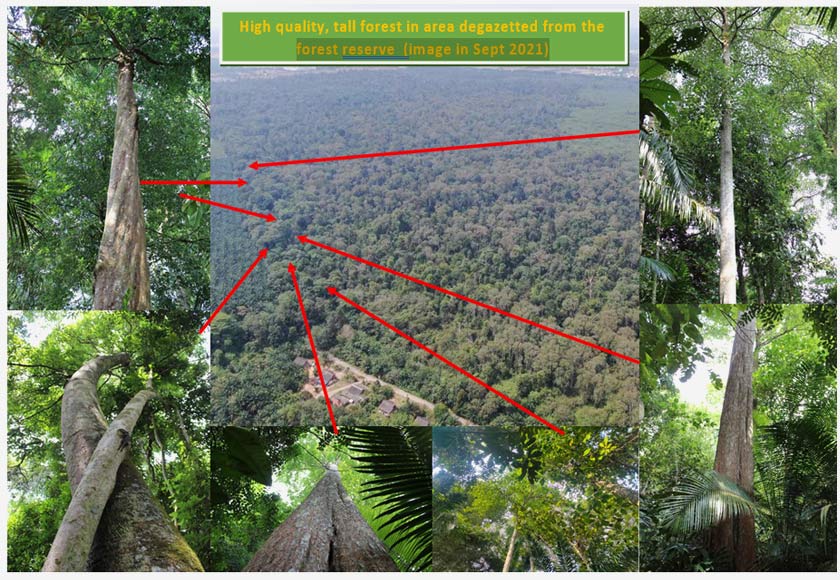 High quality, tall forest in area degazetted from the forest reserve  (image in Sept 2021)