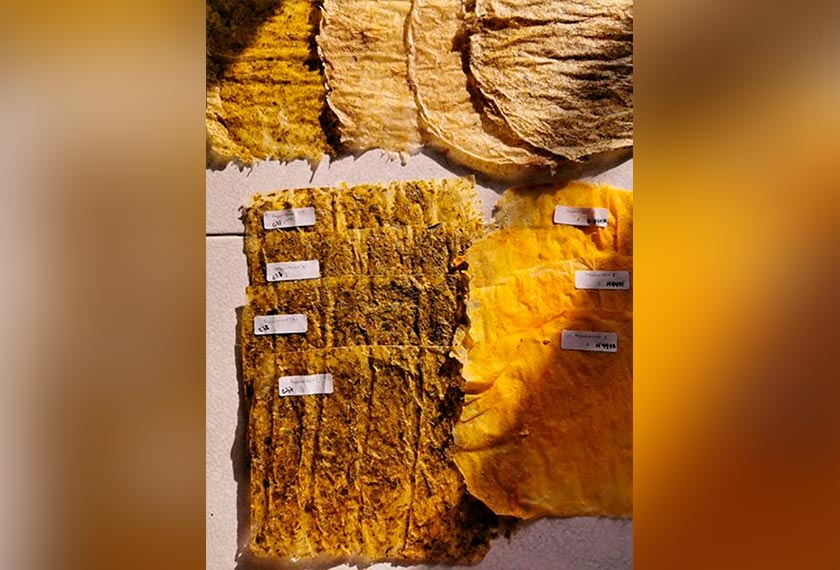 Material 'bio-leather' ciptaan Menlin Ng diperbuat sepenuhnya daripada bahan semula jadi dengan menggunakan kulit buah sitrus seperti limau kasturi sebagai bahan utama. --fotoBERNAMA