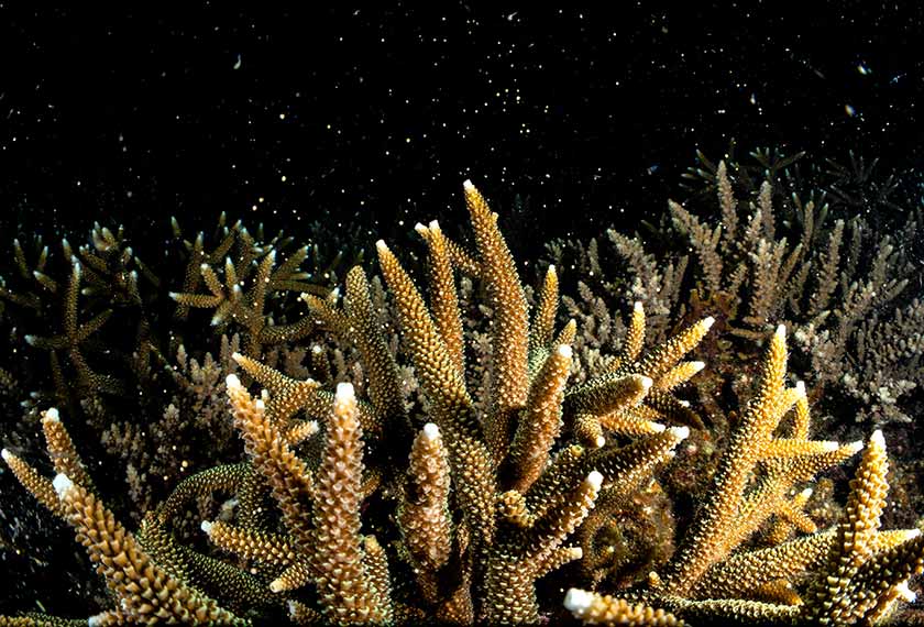 Gambar menunjukkan peneluran batu karang yang berlaku sekitar waktu bulan penuh di perairan Pulau Bidong baru-baru ini. --fotoBERNAMA