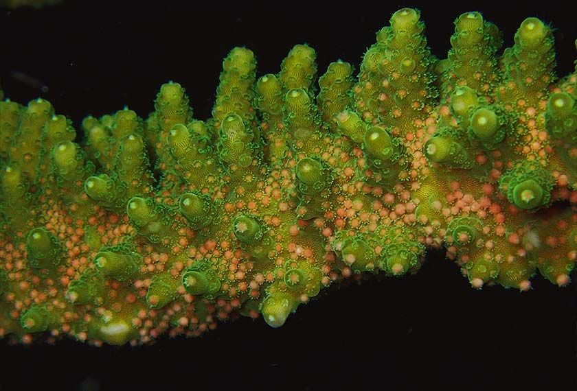 Peneluran batu karang adalah kaedah persenyawaan haiwan marin itu secara besar-besaran yang melibatkan ratusan koloni mengeluarkan jutaan telur dari betina dan sperma dari jantan secara serentak. --fotoBERNAMA