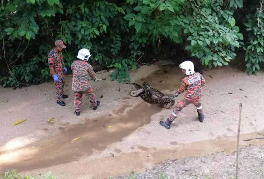 Lima anggota bomba membantu menangkap seekor ular sawa seberat kira-kira 50 kilogram di Empangan Sungai Ulu Lenggong, di Kampung Ulu Lenggong. - Foto JBPM
