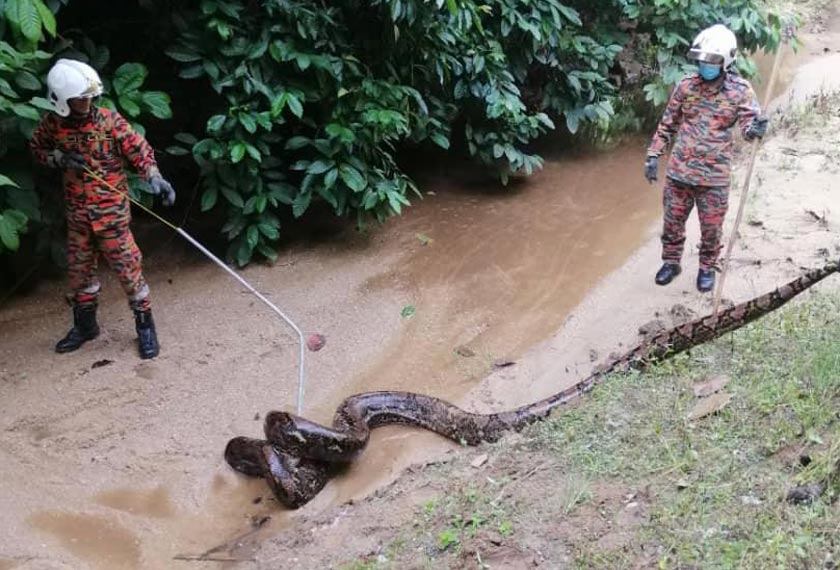 Lima anggota bomba membantu menangkap seekor ular sawa seberat kira-kira 50 kilogram di Empangan Sungai Ulu Lenggong, di Kampung Ulu Lenggong. - Foto JBPM