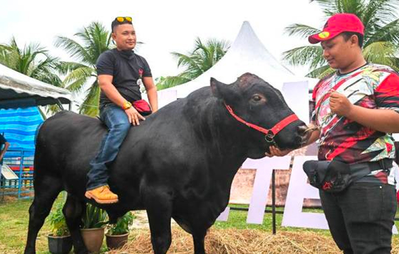 Walaupun sado dan bersaiz besar, Tam seekor lembu yang jinak.