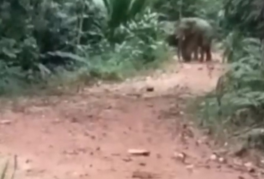 Sebahagian gajah liar berkeliaran di sebatang jalan kampung yang dirakamkan oleh penduduk di Kampung Simoi Lama, Pos Lenjang, Lipis pada 27 November 2022 lalu . - Foto Astro AWANI