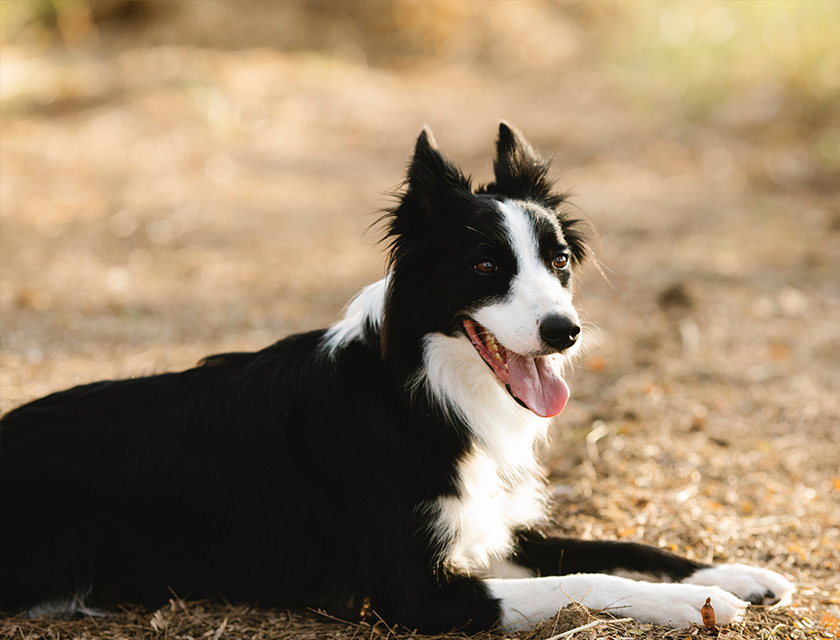 Border Collie