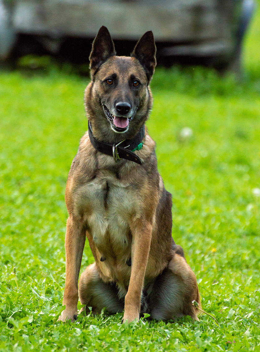 Belgian Malinois