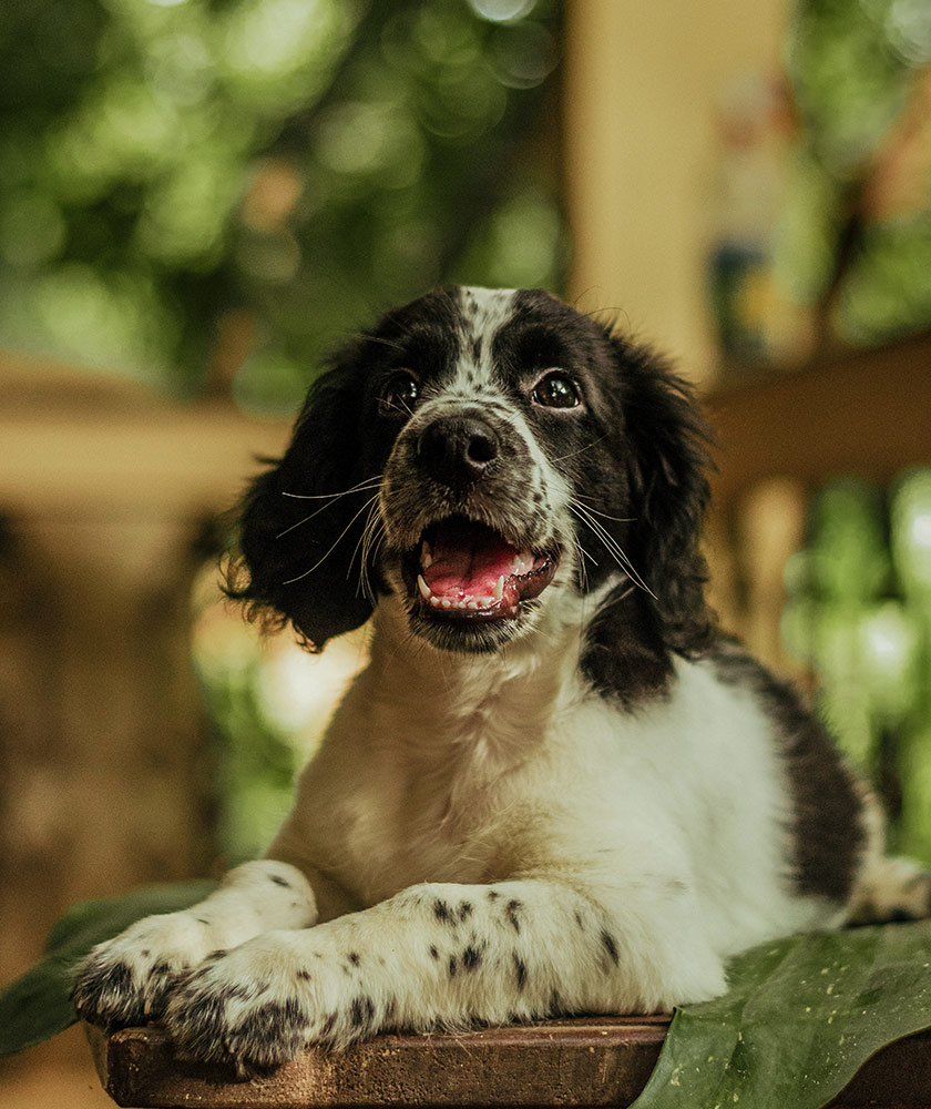 English Springer Spaniel