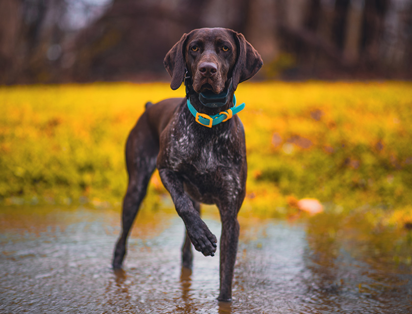 German Shorthaired Pointer