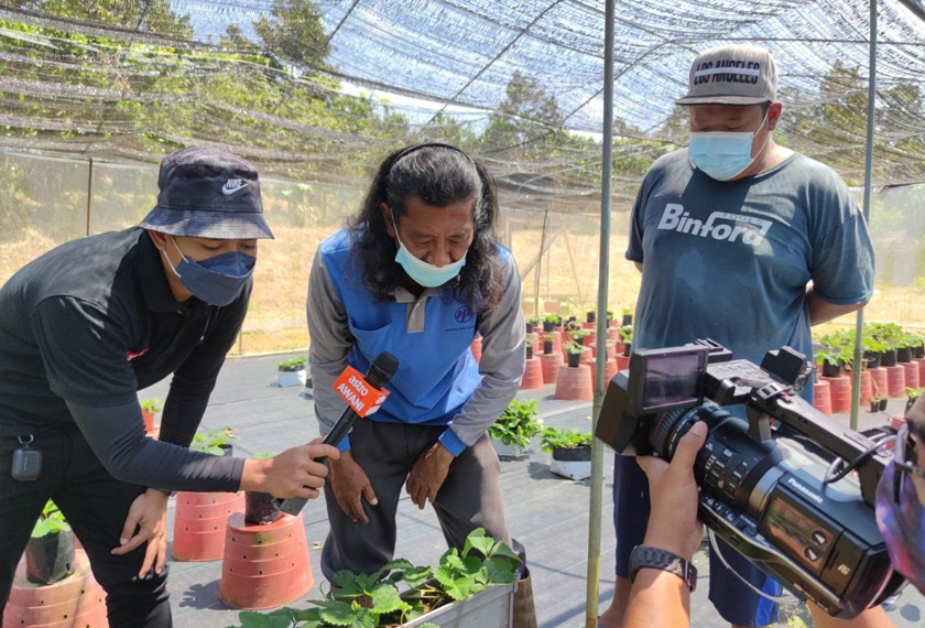 Sulaiman Tuah berkata, di sebuah ladang di Kulai, dia kini mempunyai 500 pokok strawberi, yang rata-ratanya dikenali sebagai tumbuhan yang hanya hidup di tanah tinggi dengan iklim sederhana. - Foto Astro AWANI 