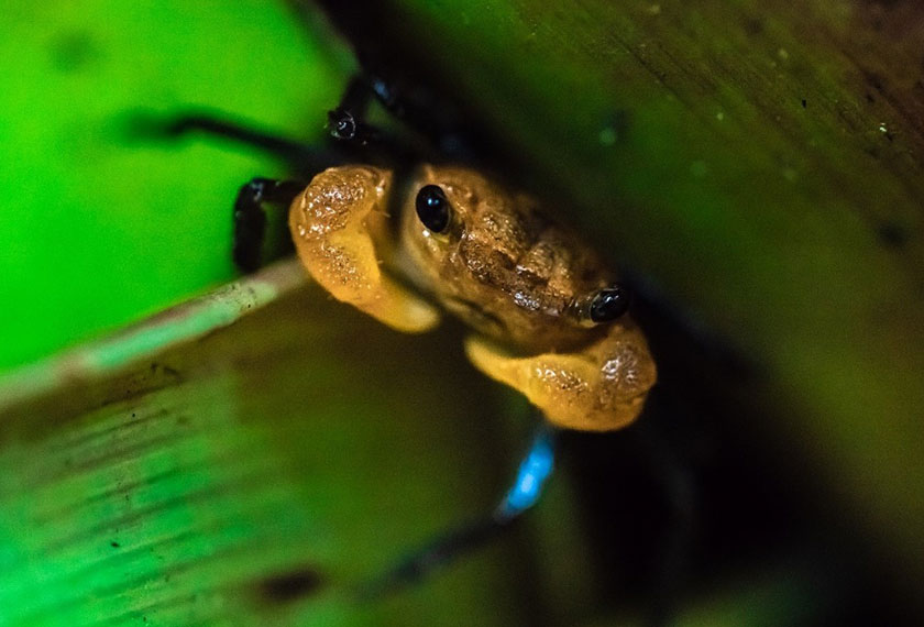 Geosesarma Faustum atau lebih mesra dirujuk sebagai (Vampire Crab) adalah spesies yang baru ditemui di Rizab Biosfera Bukit Pulau Pinang (2017).