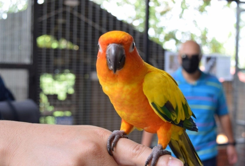 Rasai sendiri pengalaman ‘bermanja’ dengan burung-burung jinak di sini.