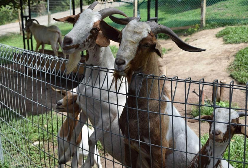 Anda berpeluang untuk memberikan makanan kepada haiwan-haiwan di D’Bilut Agro Farm.