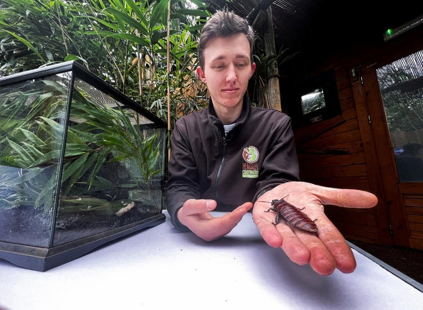 Henry Weedon, Operations Manager at Hemsley Conservation Centre poses with a cockroach, in Fairseat, Kent, Britain. - REUTERS
