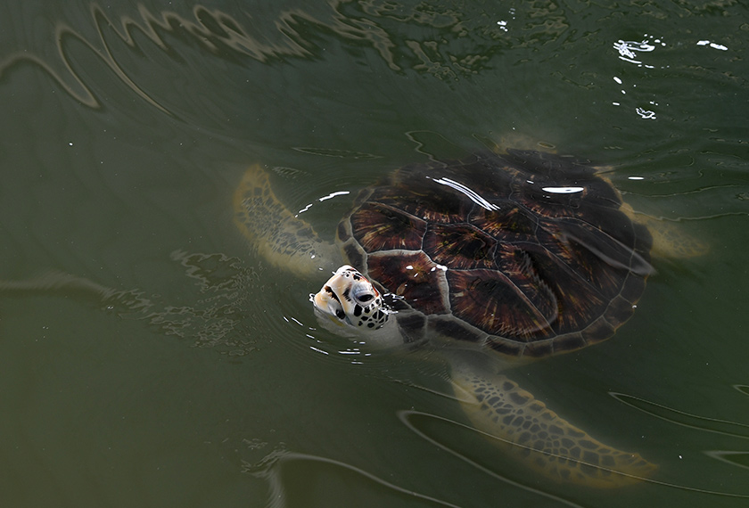 Penyu tidak seperti kebanyakkan haiwan marin yang lain kerana perlu timbul ke permukaan air untuk bernafas sebelum kembali bergerak ke laut. - Foto BERNAMA