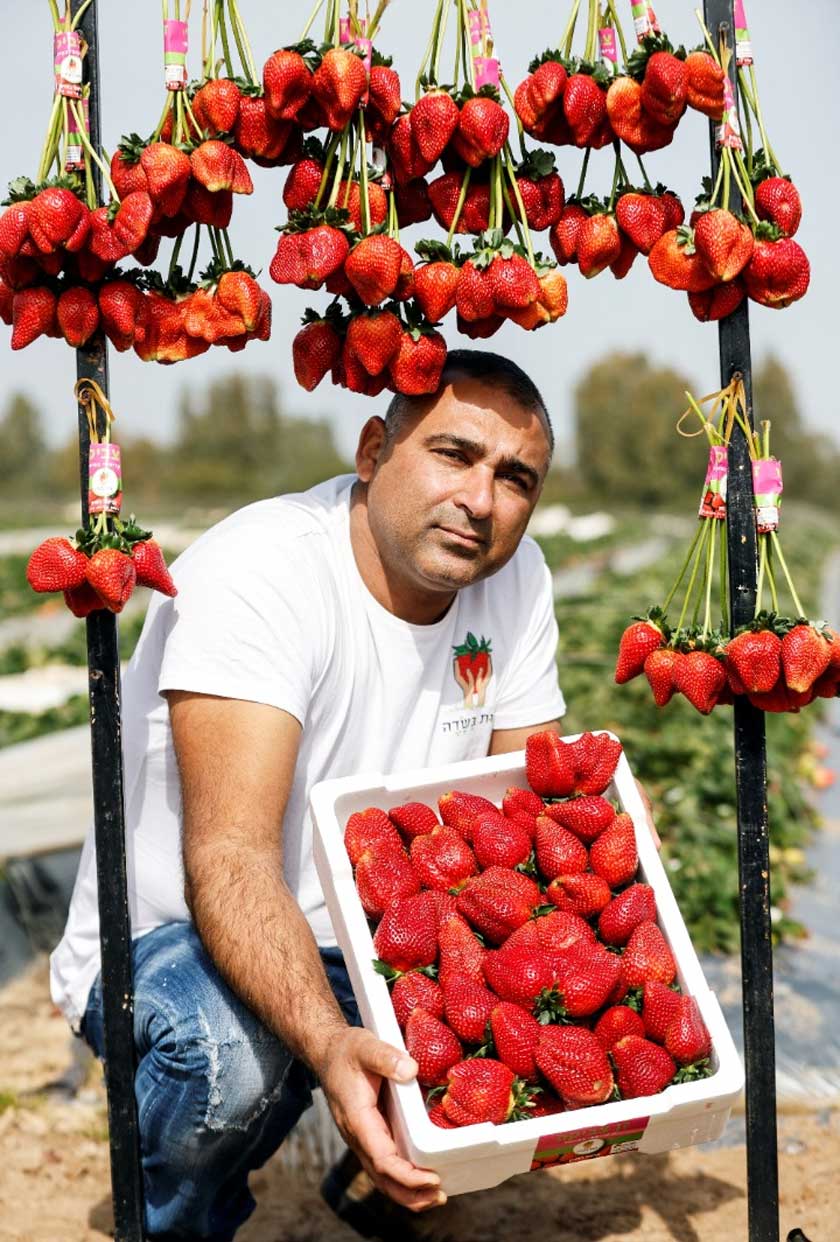 Israeli farmer Tzahi Ariel presents his Strawberries after a giant strawberry, weighing 289 gram and grown by him in Israel, sets a new Guinness record in Kadima, Israel. - REUTERS