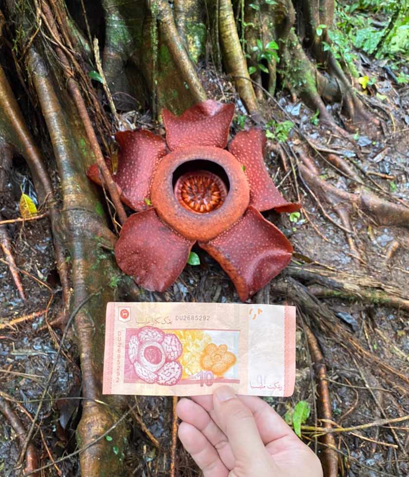 Wang kertas RM10 terpapar bunga Raflesia yang menjadi kebanggaan negara memiliki keunikan tumbuhan ini - Foto/HafiziRosli