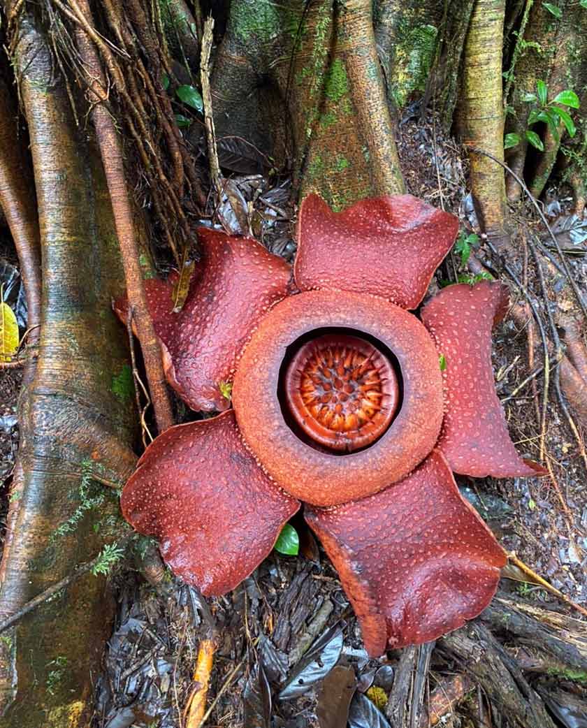 Bunga Raflesia mengambil masa selama sembilan bulan untuk kembang mekar seperti ini - Foto/HafiziRosli