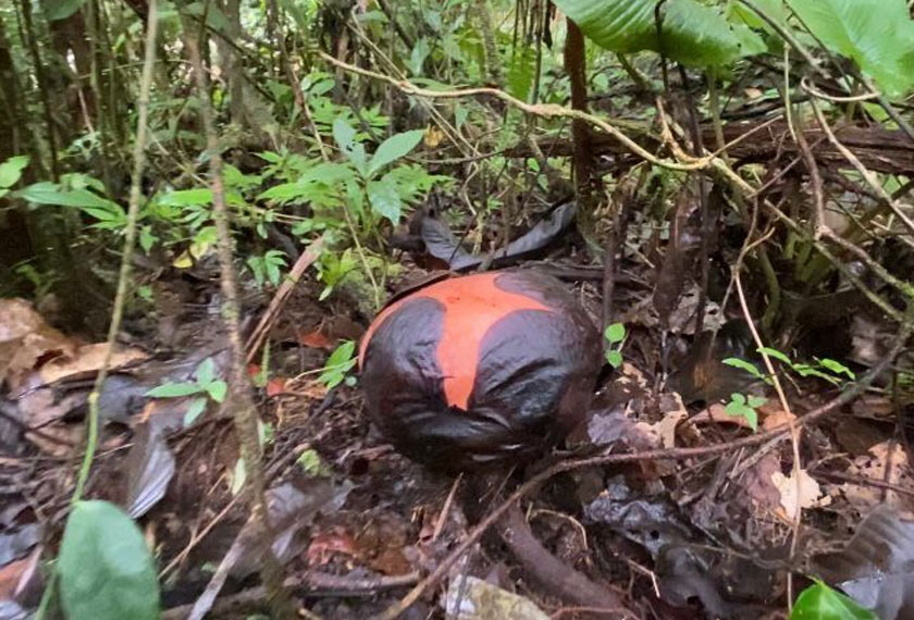Kondisi bunga Raflesia pada usia lapan bulan sebelum membuka kelopaknya pada usia sembilan bulan - Foto/HafiziRosli